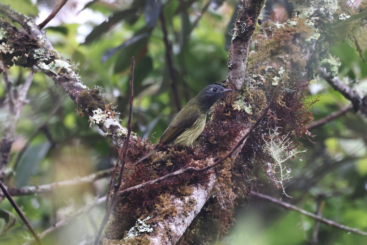 Streak-necked Flycatcher - ML623282659