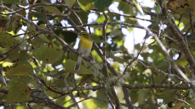 Yellow-throated Vireo - ML623282672