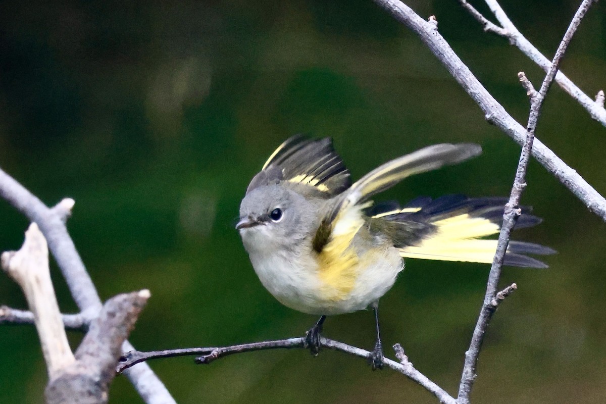 American Redstart - ML623282678