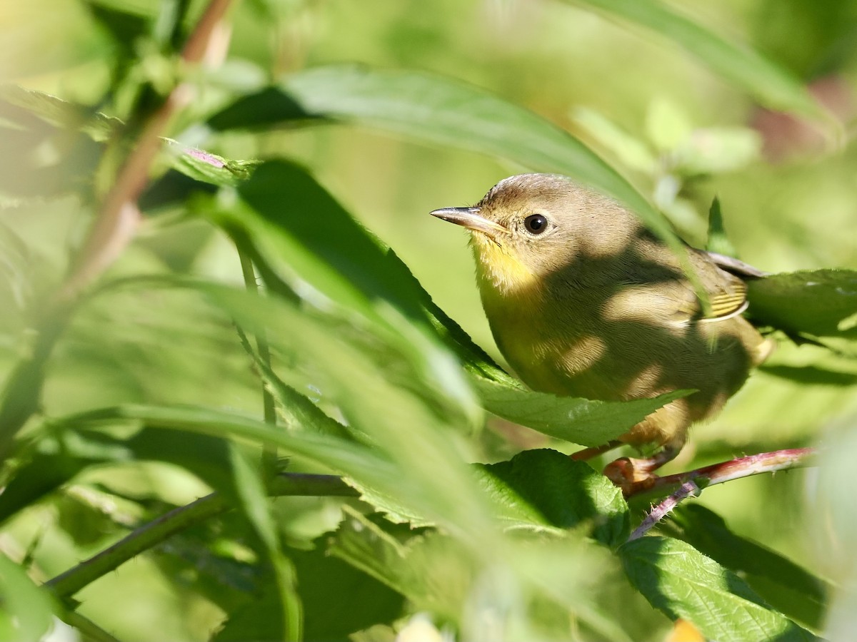 Common Yellowthroat - ML623282736
