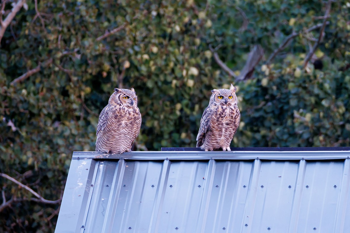 Great Horned Owl - ML623282741