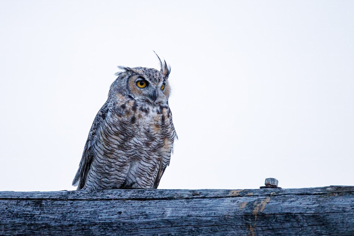 Great Horned Owl - Ron Horn