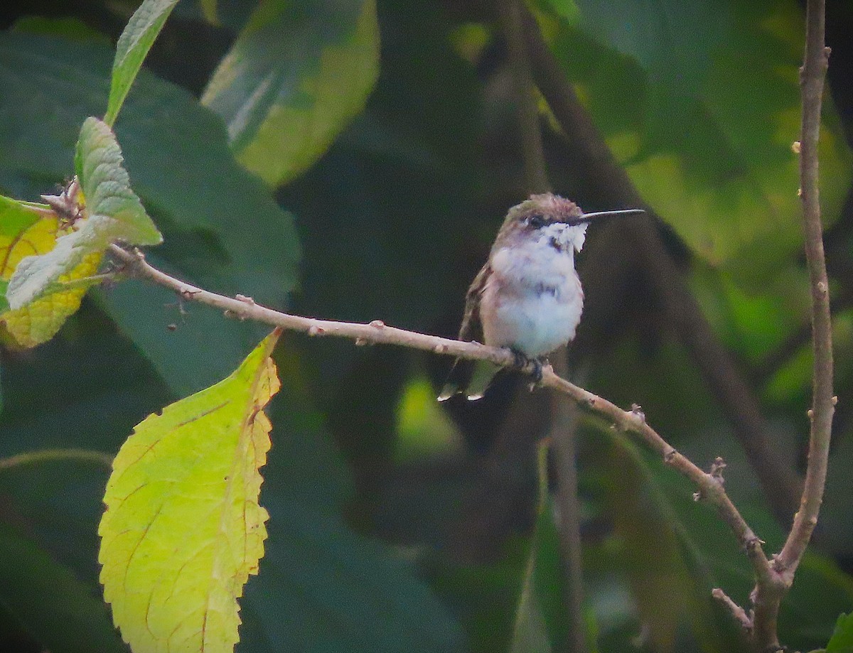 Ruby-throated Hummingbird - ML623282748