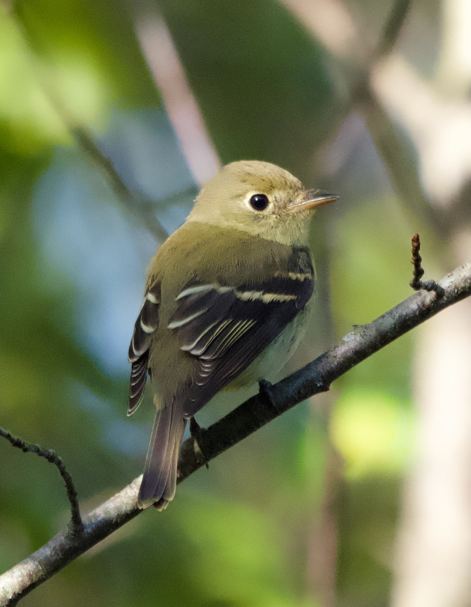 Yellow-bellied Flycatcher - ML623282749