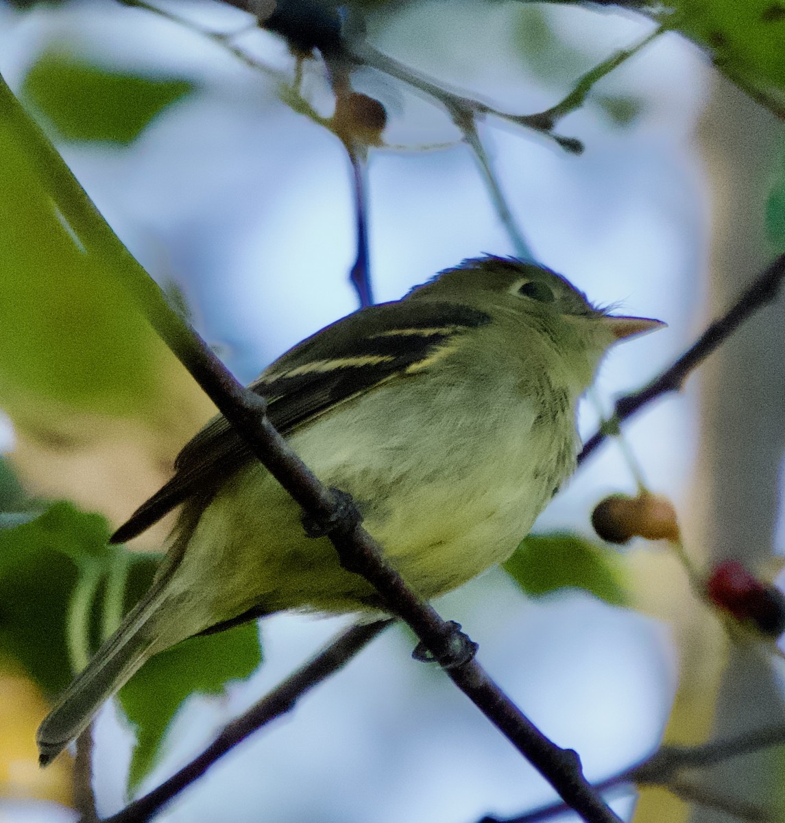 Yellow-bellied Flycatcher - ML623282750