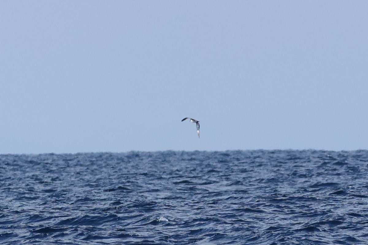 Cook's Petrel - ML623282764