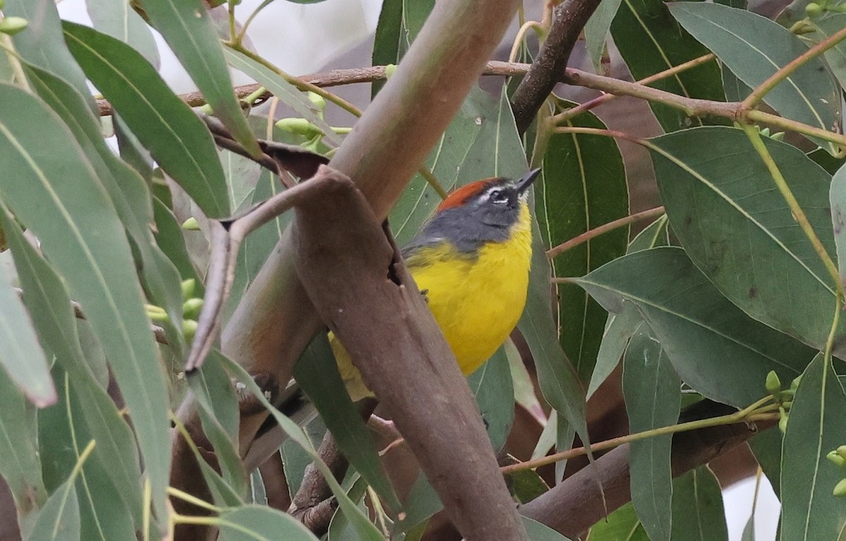 Brown-capped Redstart - ML623282775