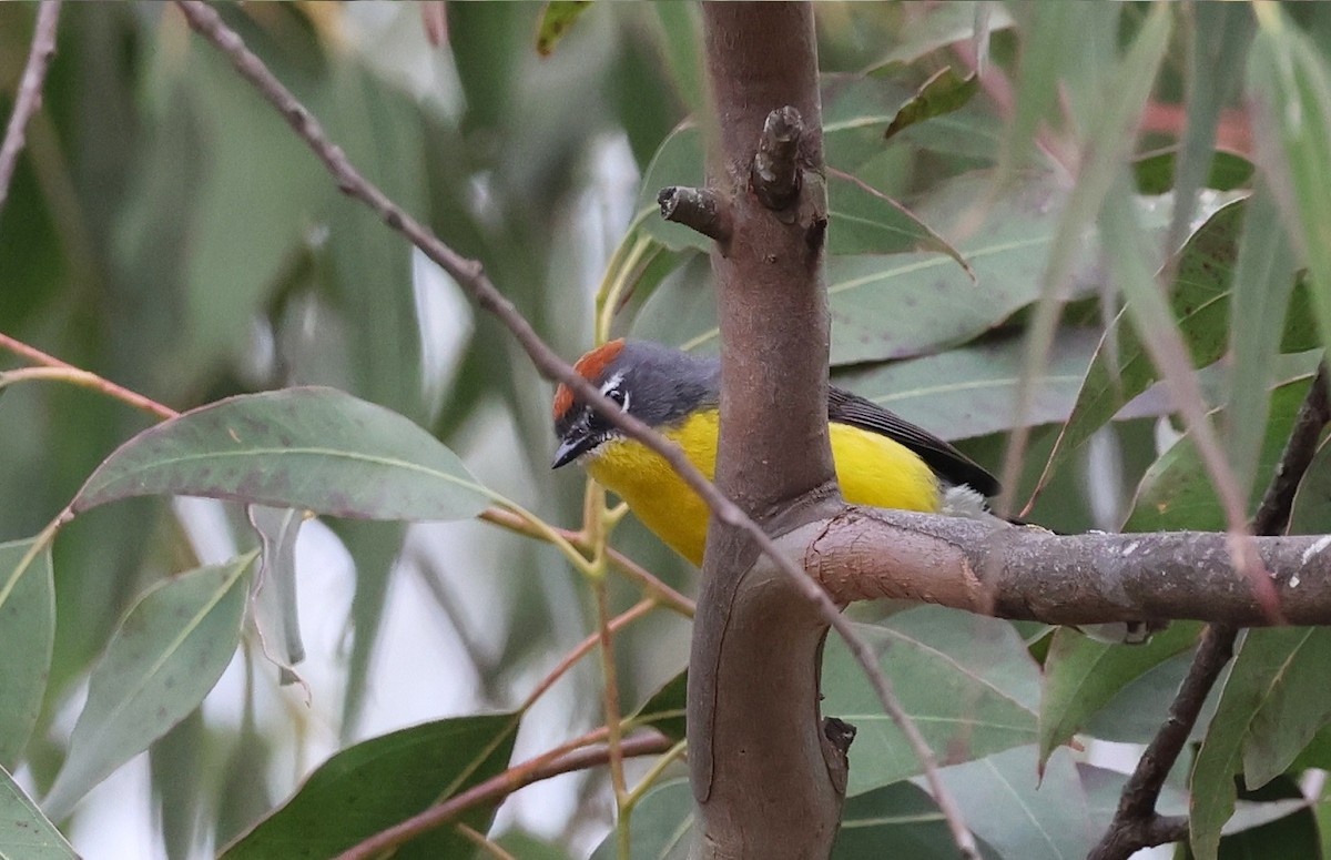 Brown-capped Redstart - ML623282776