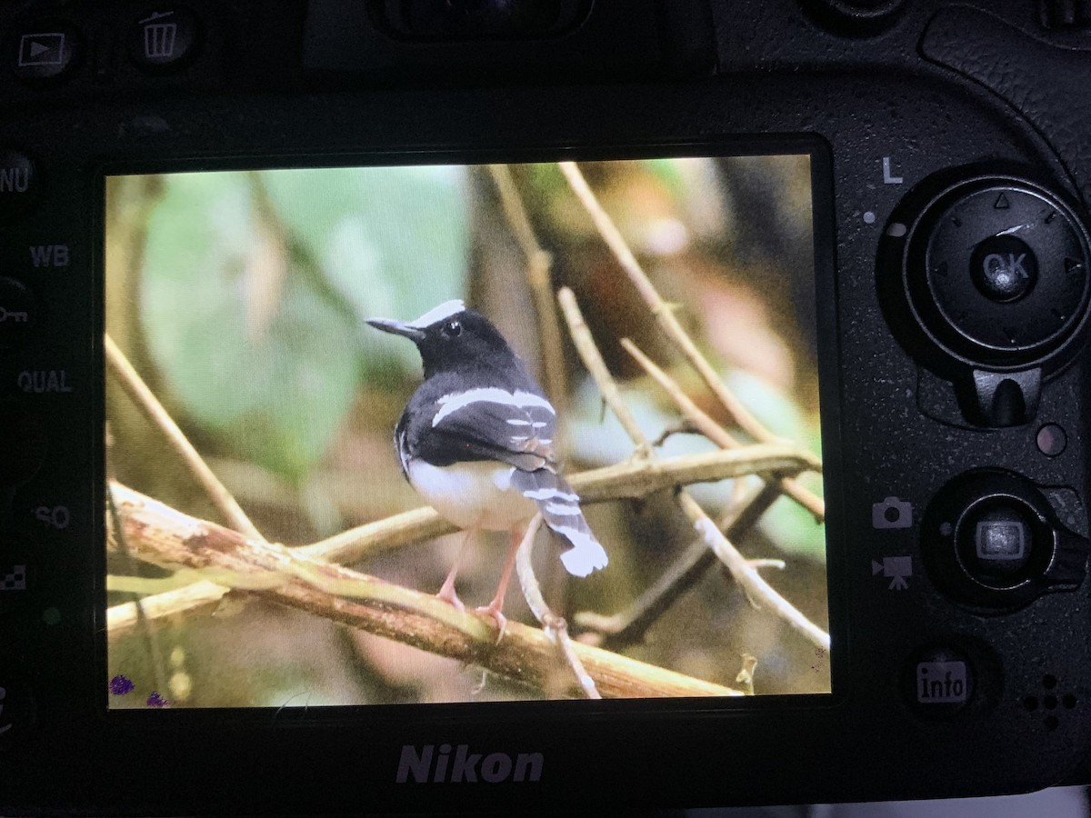 White-crowned Forktail - ML623282794