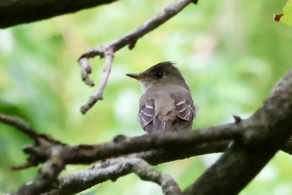 Eastern Wood-Pewee - ML623282822