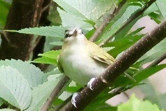 Red-eyed Vireo - ML623282840