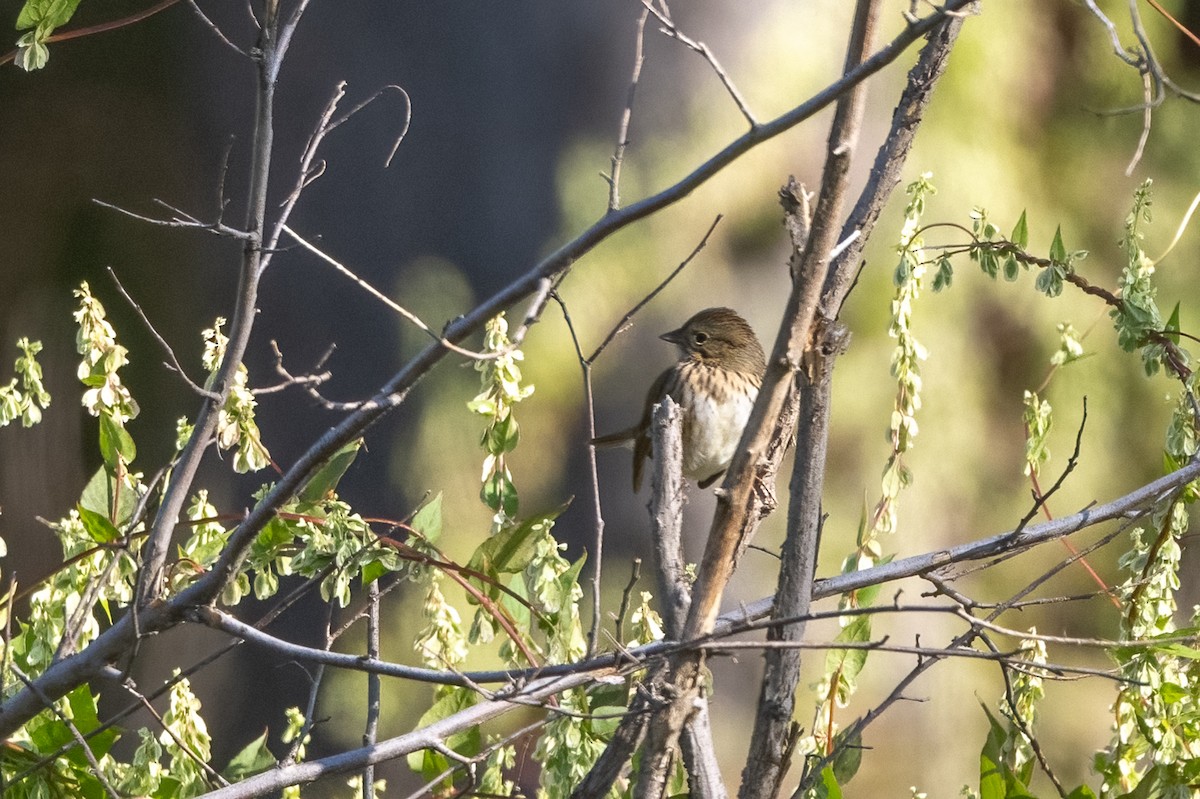 Lincoln's Sparrow - ML623282849