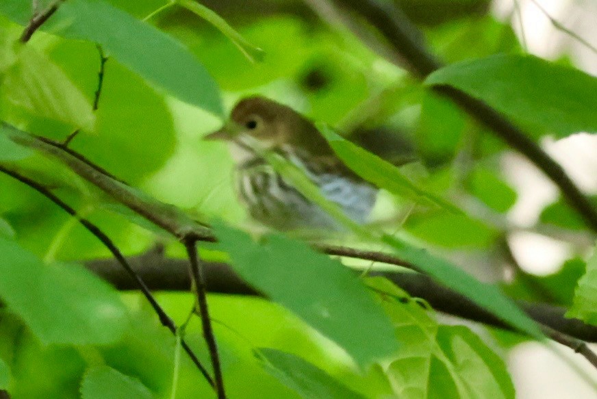 Ovenbird - ML623282860