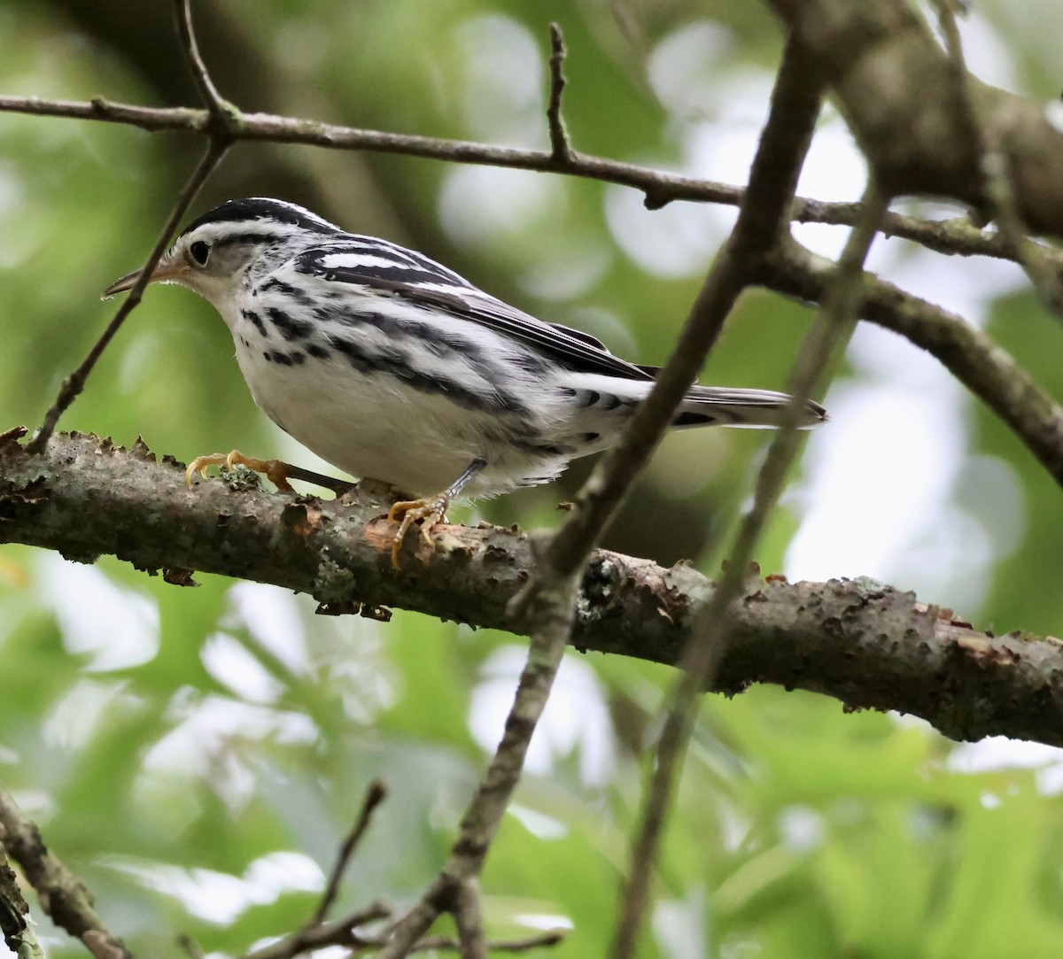 Black-and-white Warbler - ML623282867