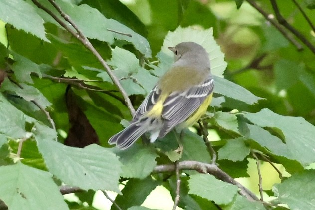 Magnolia Warbler - ML623282871