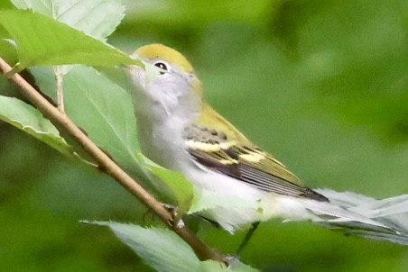 Chestnut-sided Warbler - ML623282877