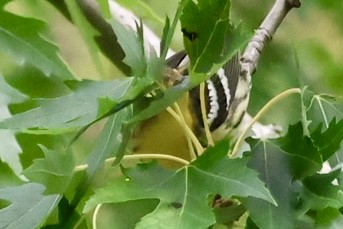 Pine Warbler - ML623282886