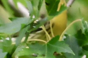 Pine Warbler - ML623282887