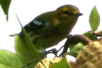 Black-throated Green Warbler - ML623282893