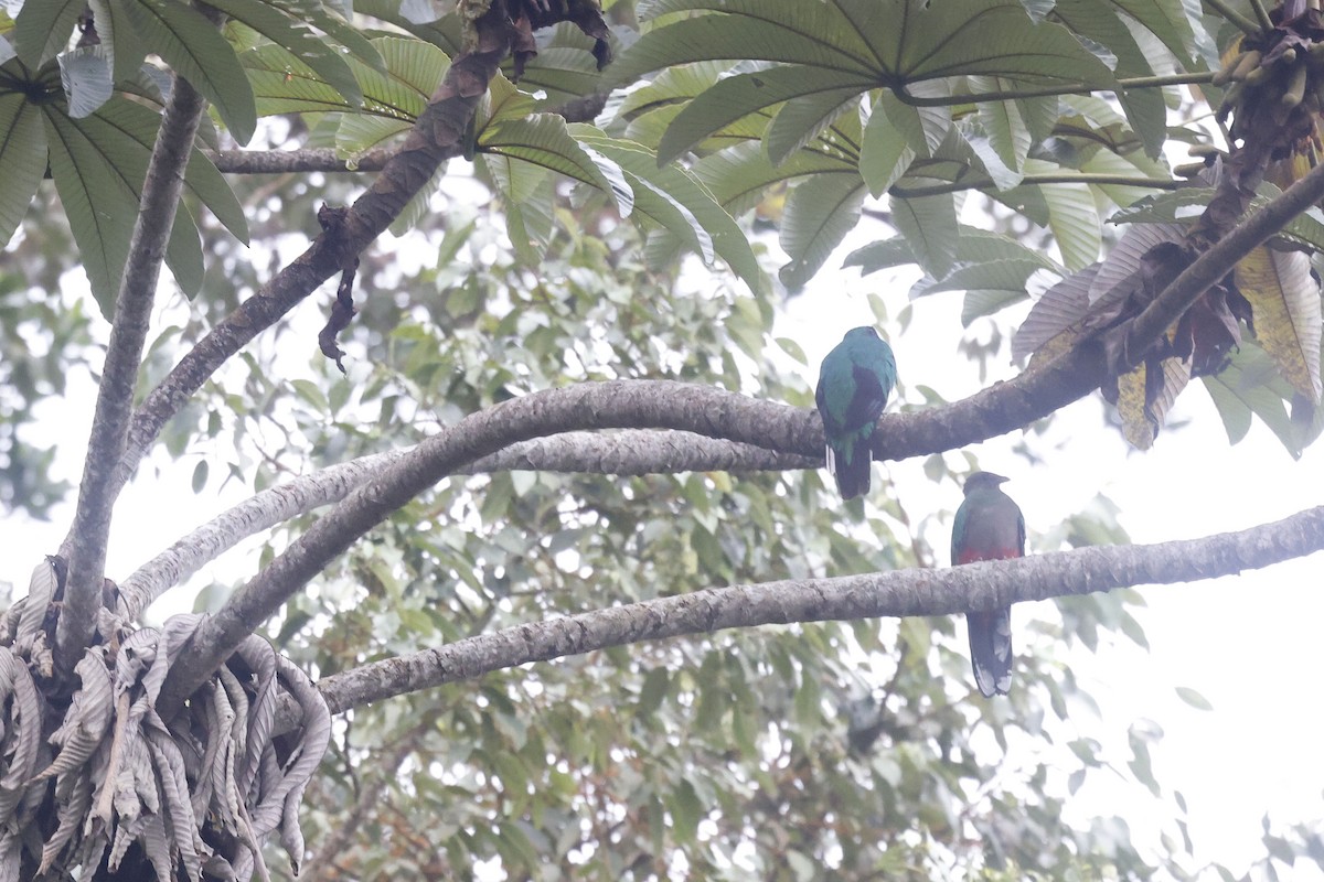 White-tipped Quetzal - ML623282918