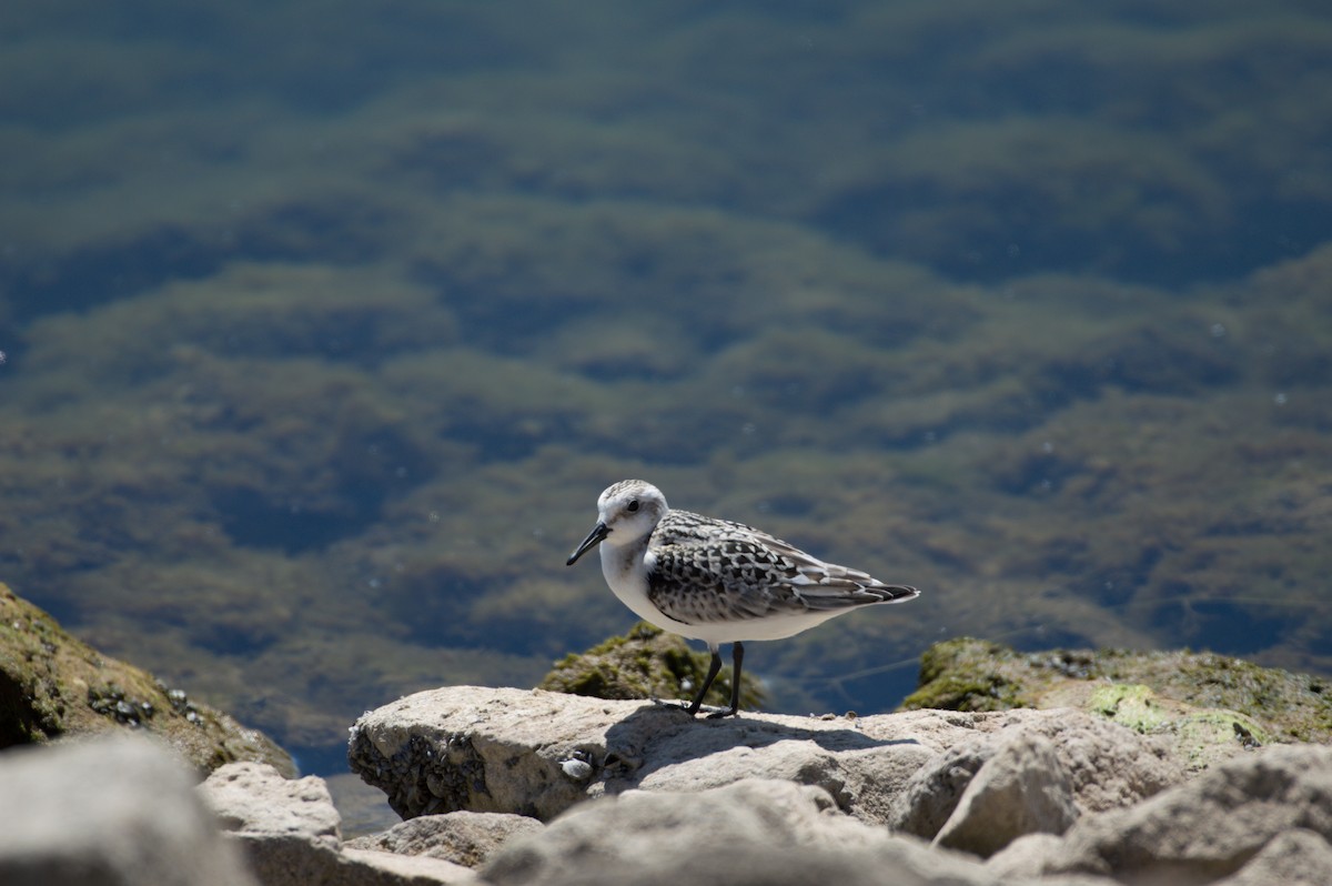 Bécasseau sanderling - ML623282927