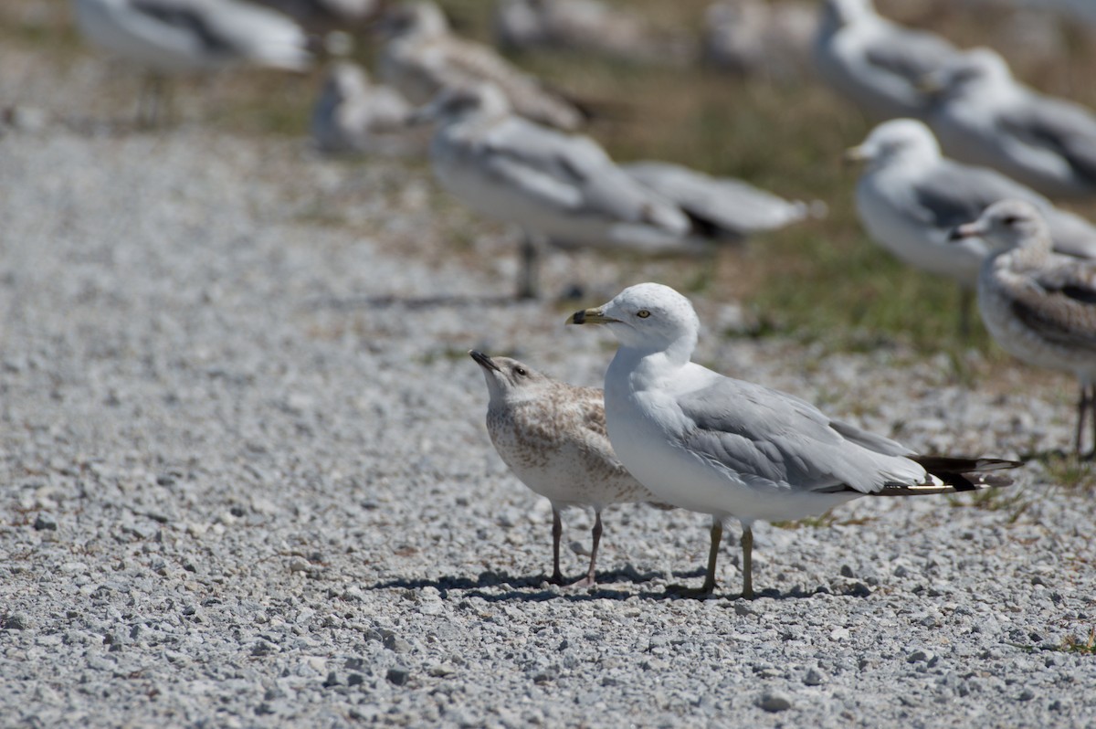 Ring-billed Gull - ML623282930