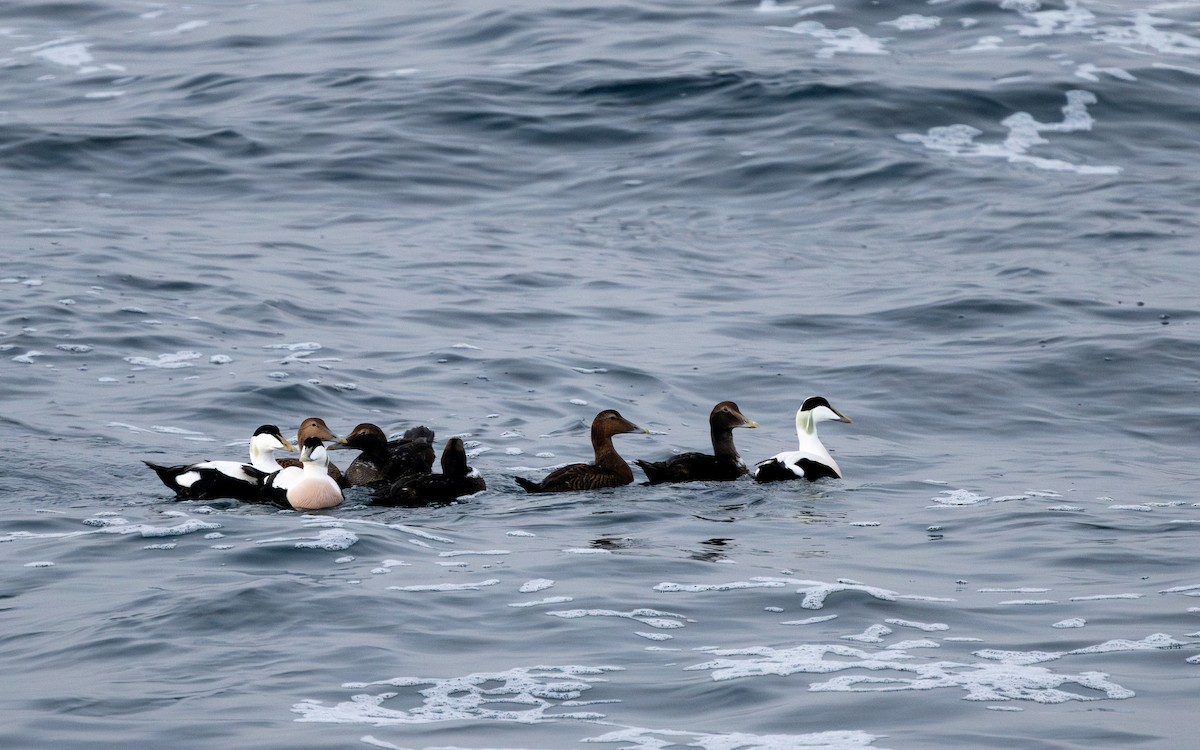 Common Eider - ML623282937