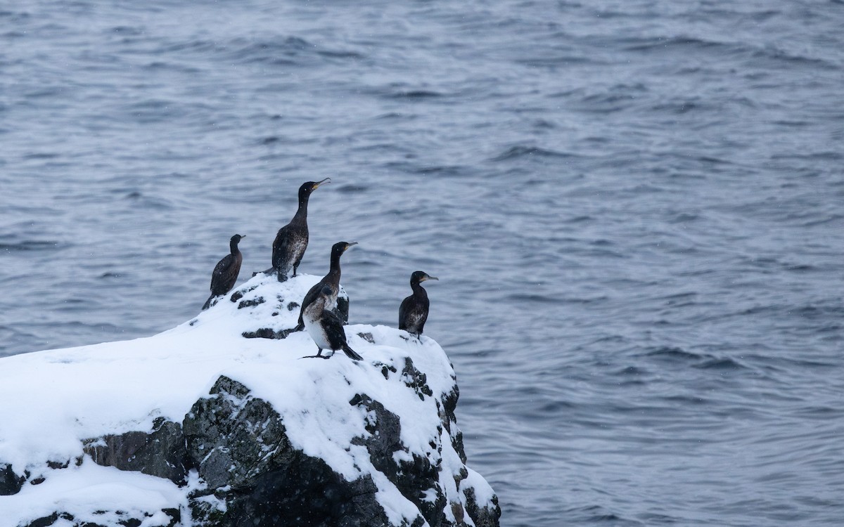 European Shag - ML623282940