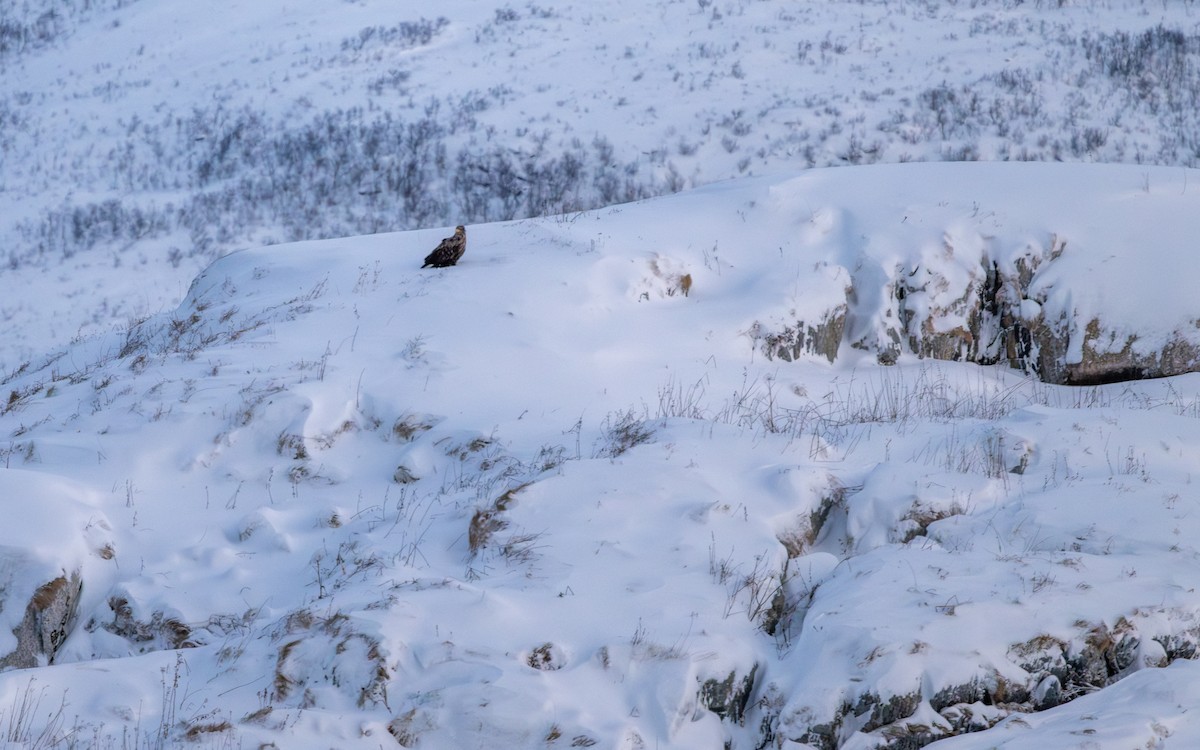 White-tailed Eagle - ML623282941