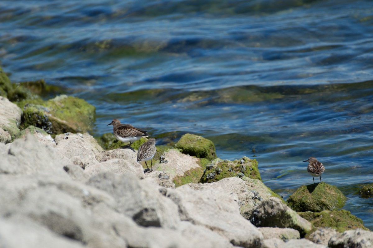 Semipalmated Sandpiper - ML623282954