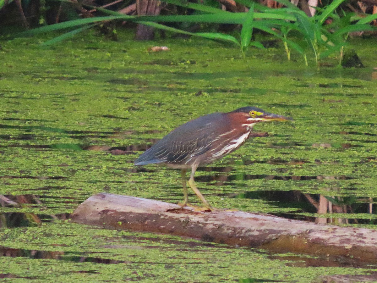 Green Heron - ML623282958