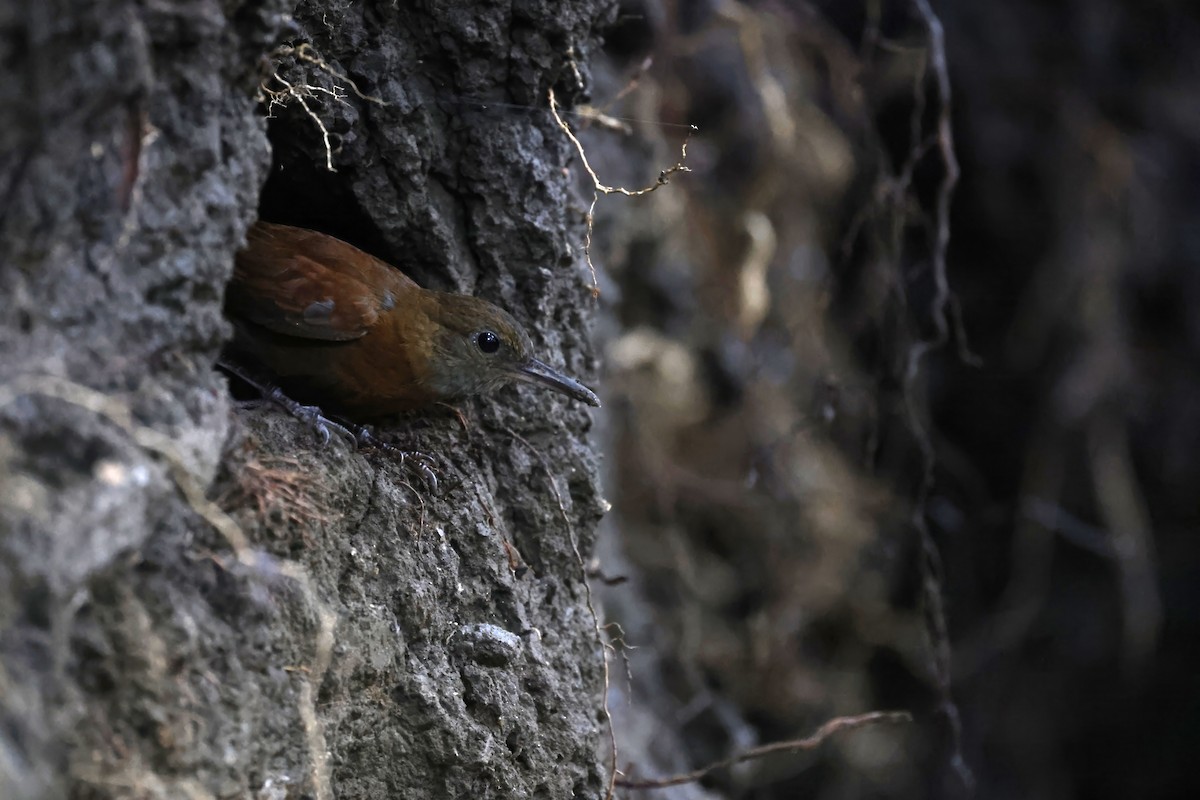 Gray-throated Leaftosser - ML623282973