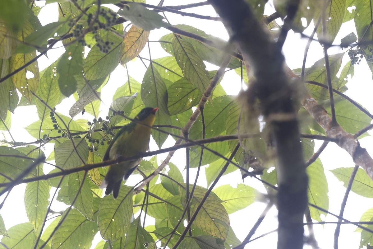 Golden-breasted Fruiteater - ML623282978