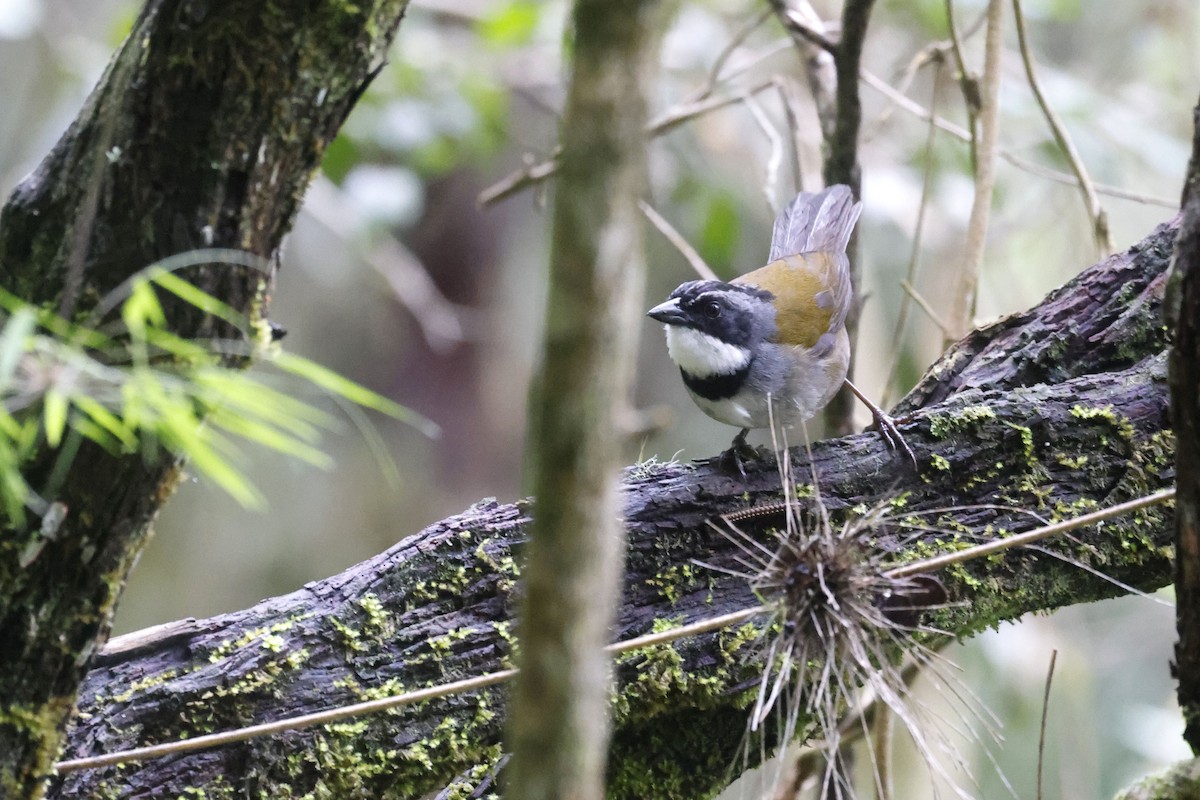 Sierra Nevada Brushfinch - ML623283023