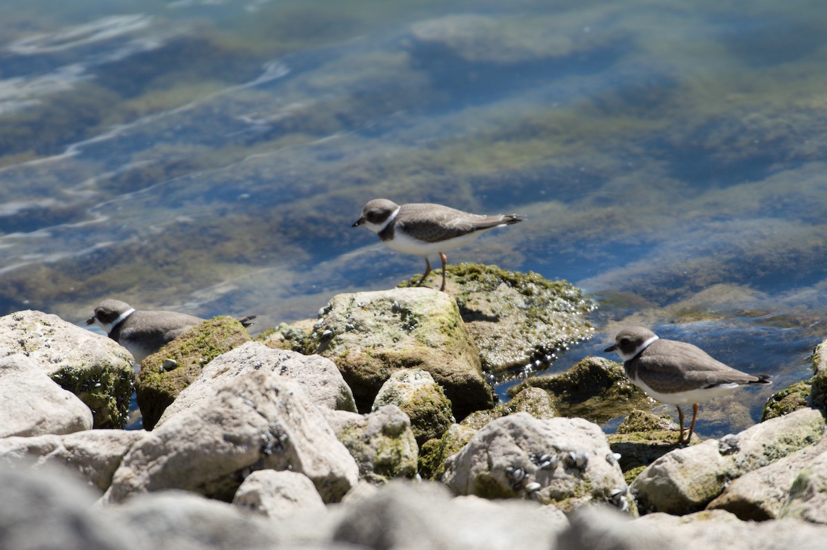 Semipalmated Plover - ML623283051