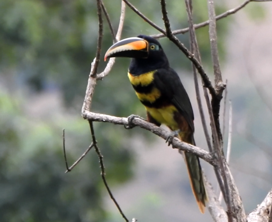 Many-banded Aracari - ML623283113