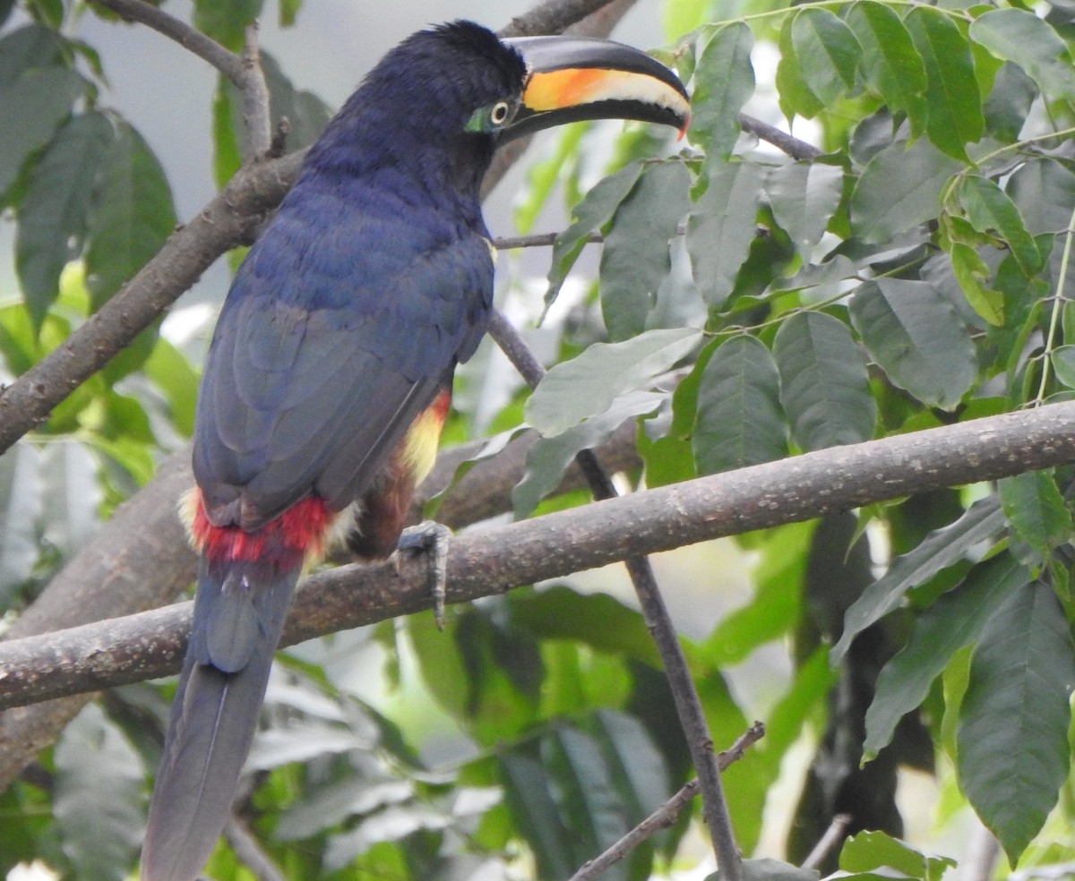 Many-banded Aracari - ML623283114