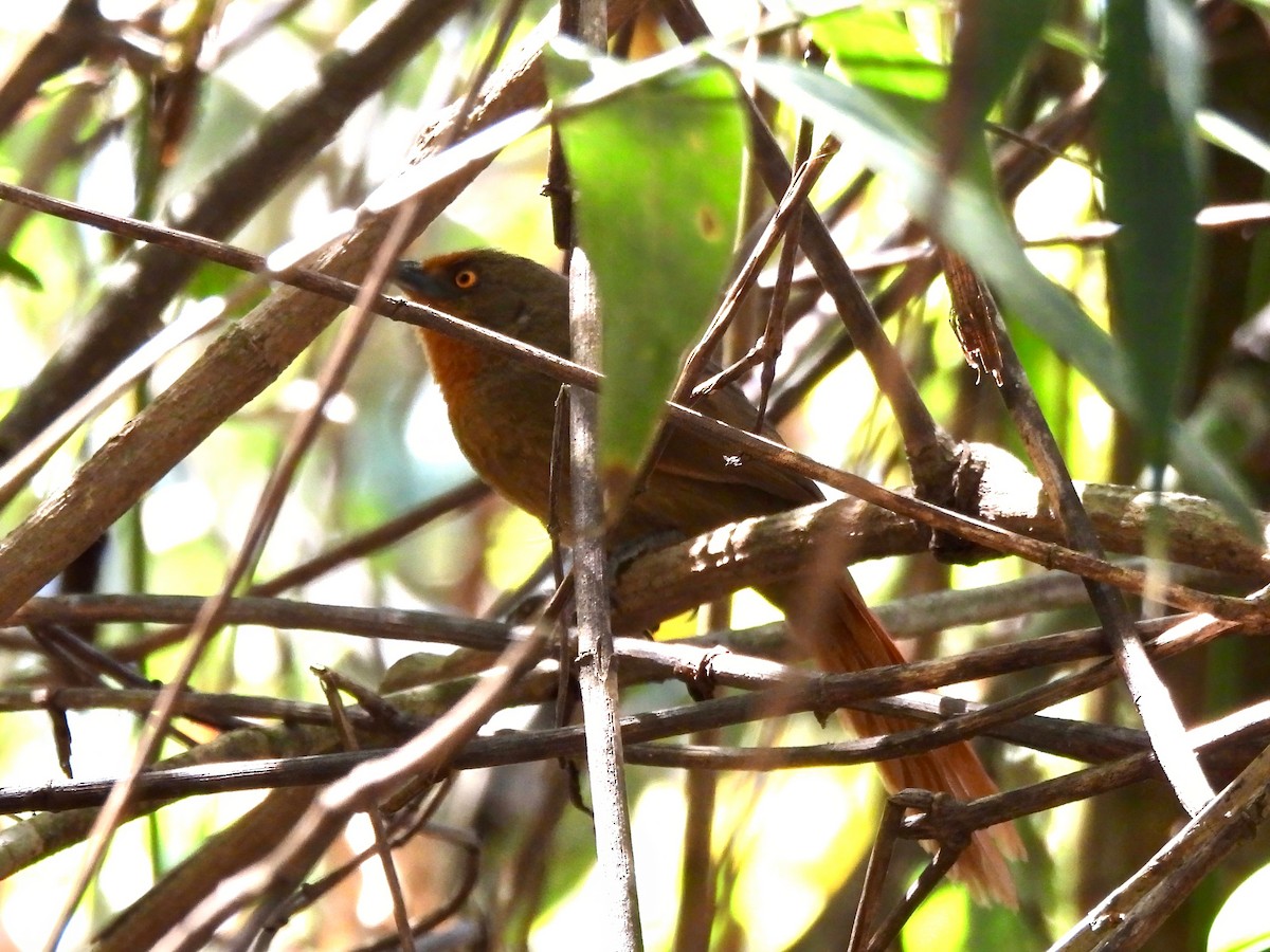 Orange-eyed Thornbird - ML623283132