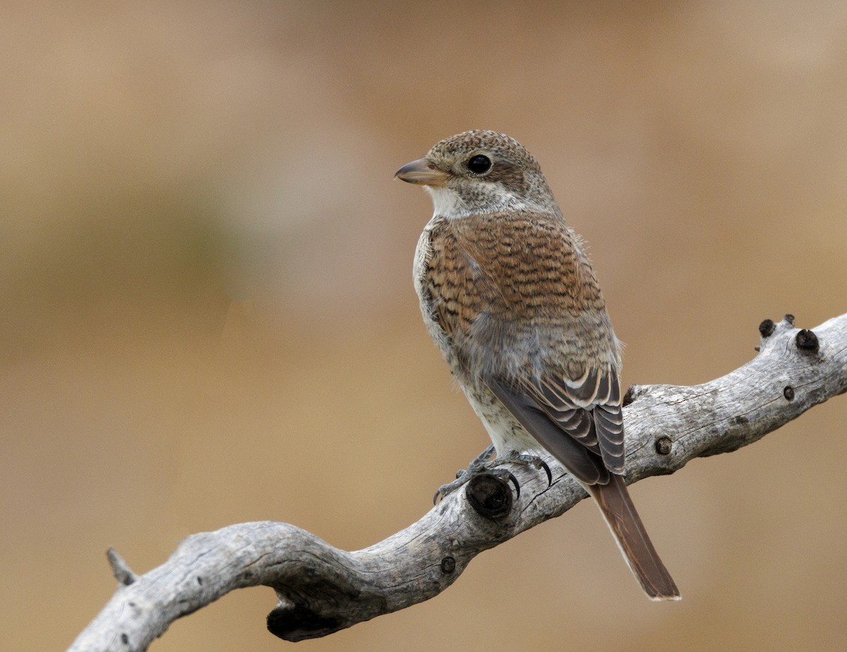 Red-backed Shrike - ML623283133