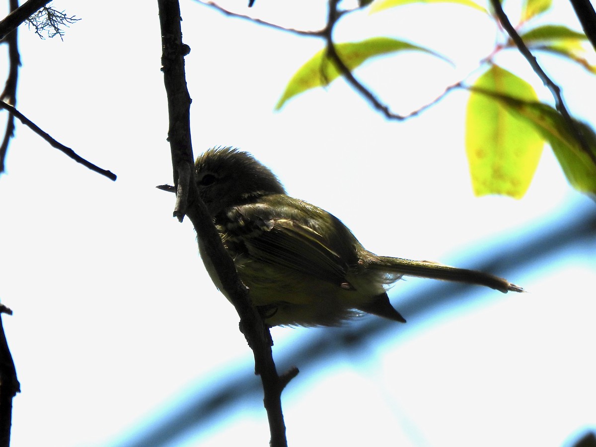 Mottle-cheeked Tyrannulet - ML623283135