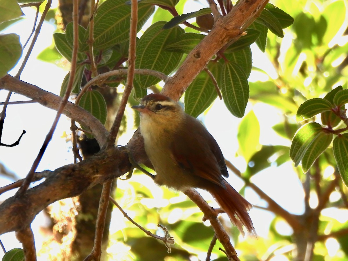 Pallid Spinetail - ML623283143