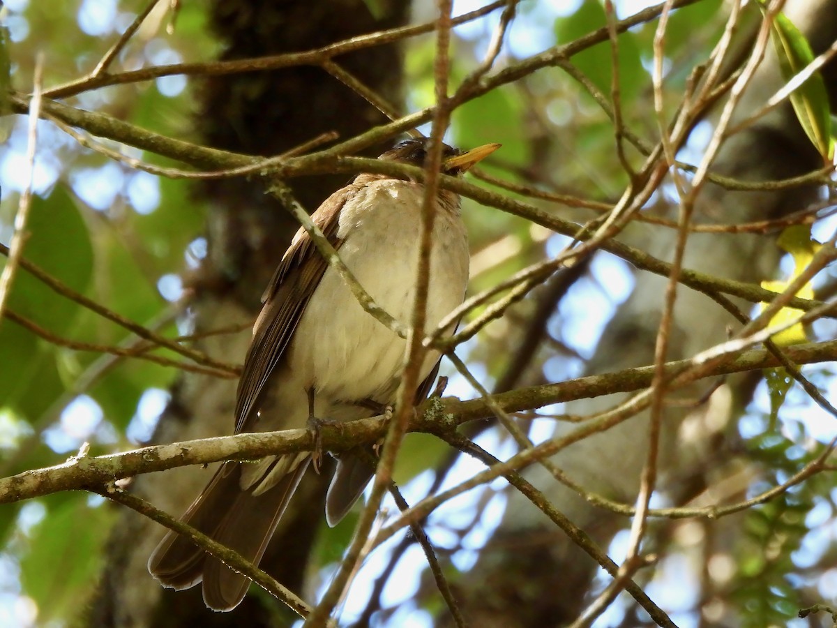 Creamy-bellied Thrush - ML623283151