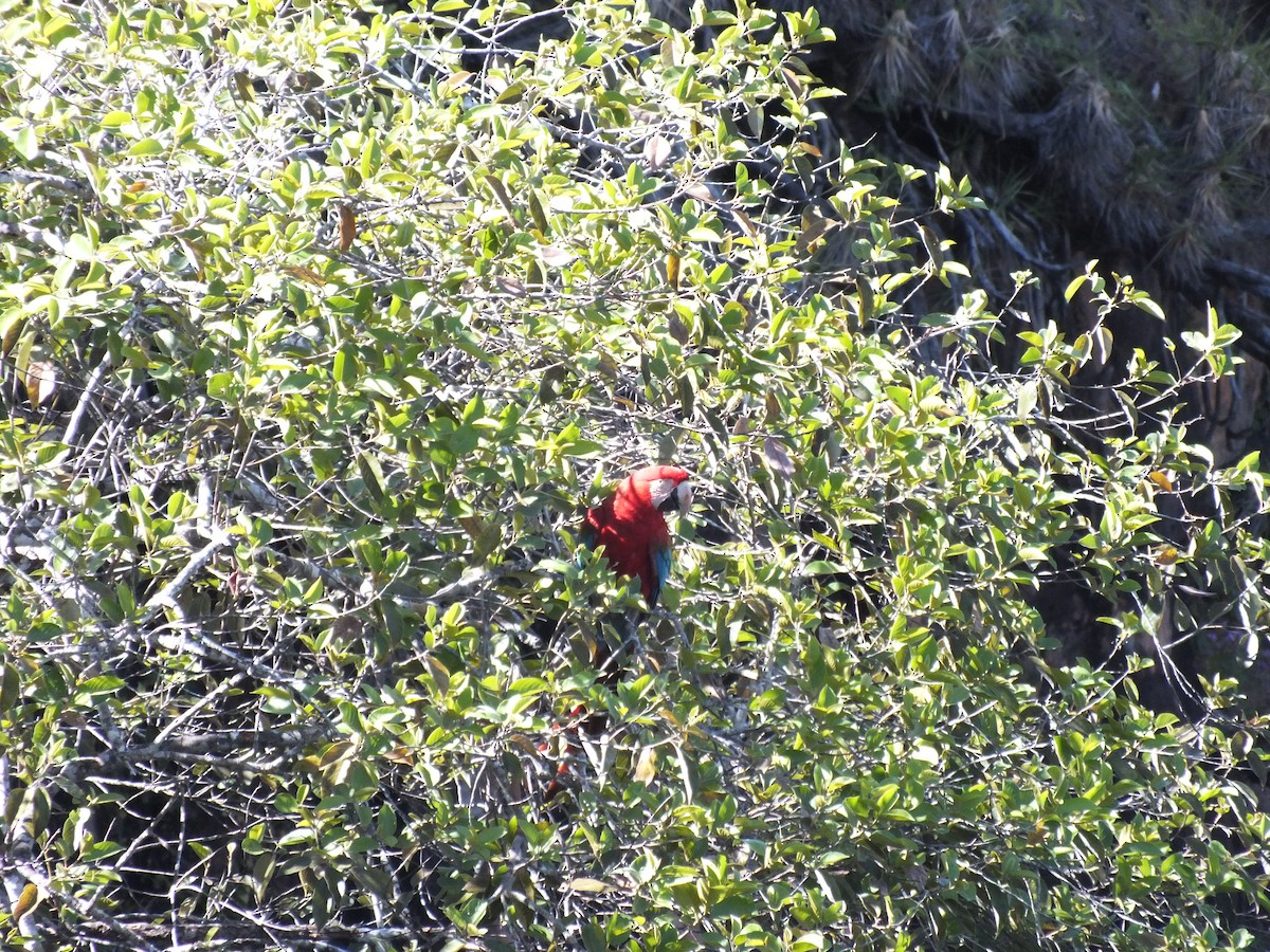 Red-and-green Macaw - ML623283214