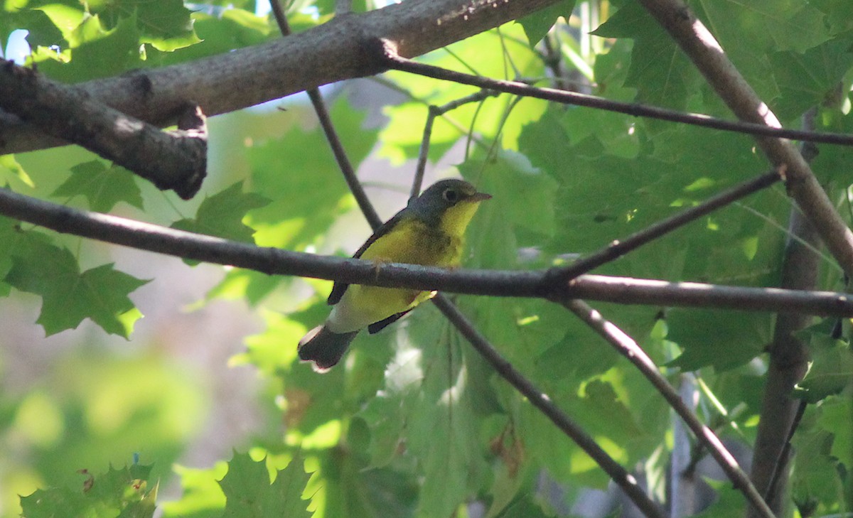Canada Warbler - ML623283270