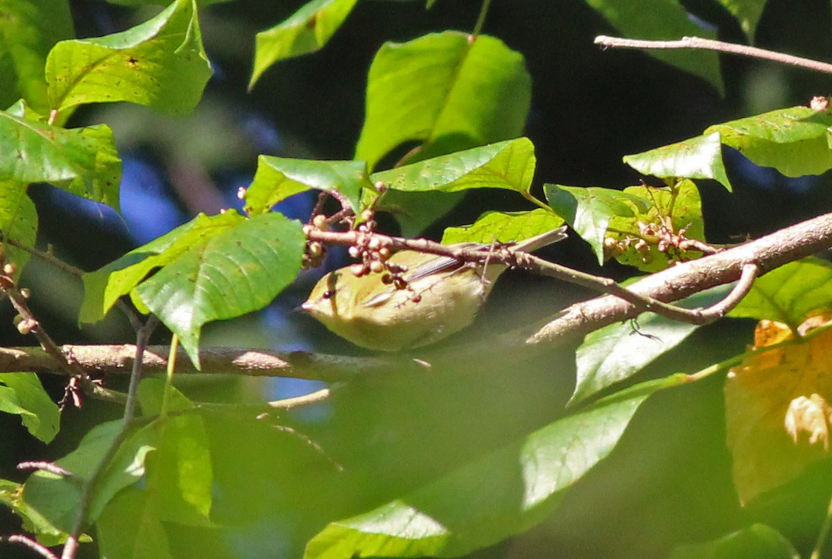 Tennessee Warbler - ML623283280