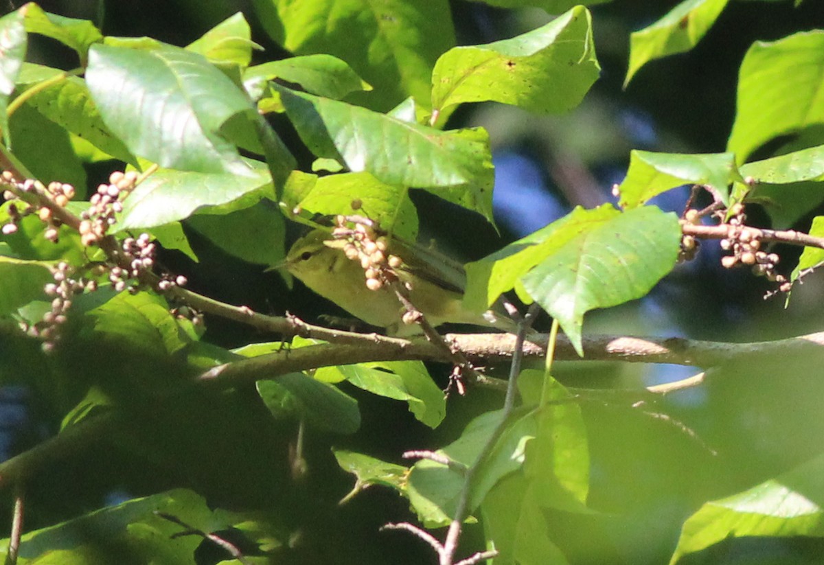Tennessee Warbler - ML623283281