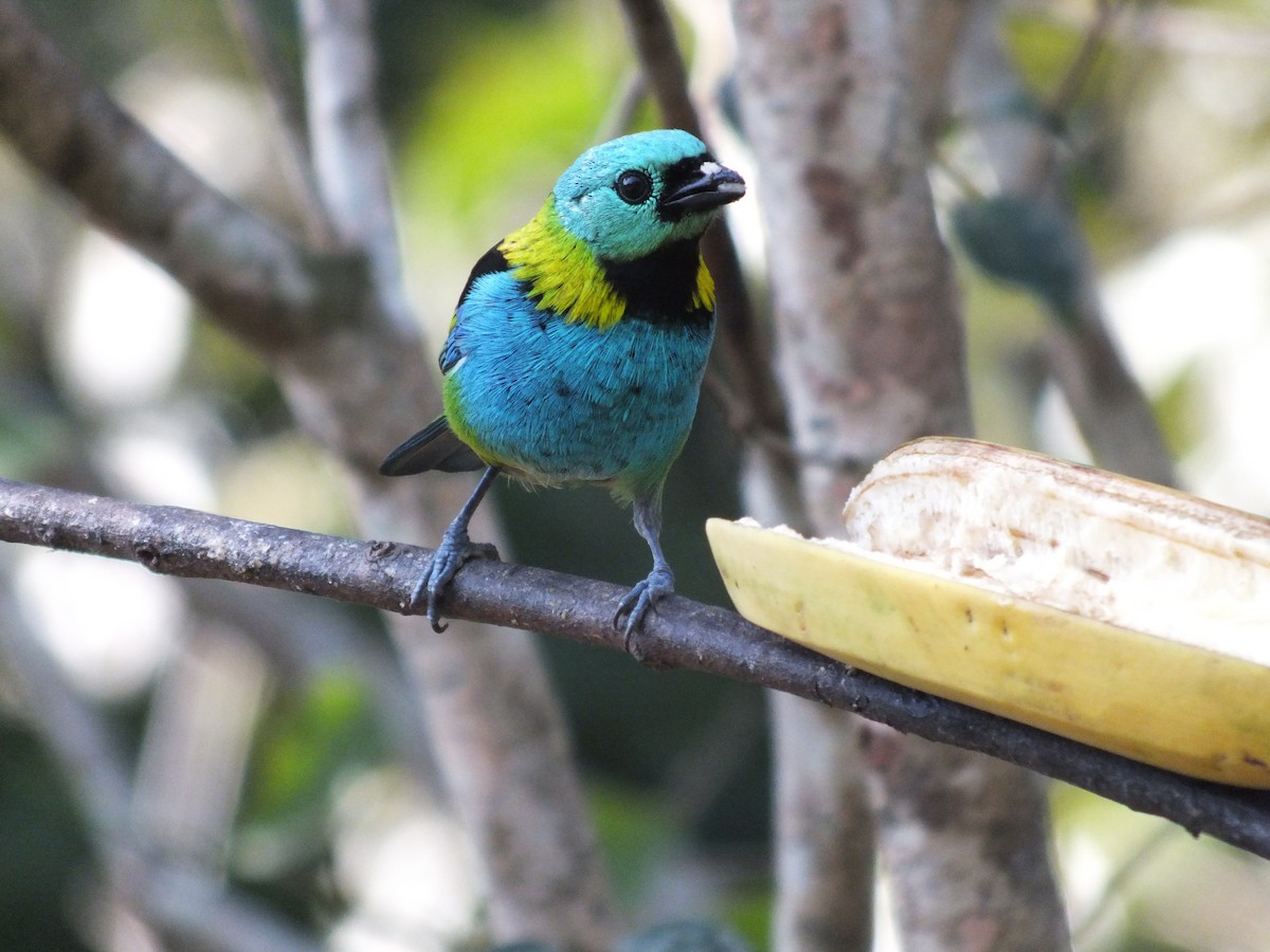 Green-headed Tanager - ML623283283