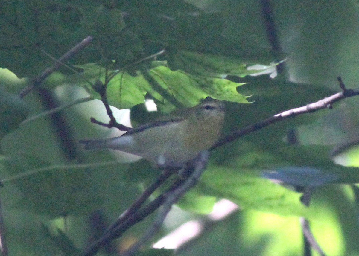 Tennessee Warbler - ML623283288