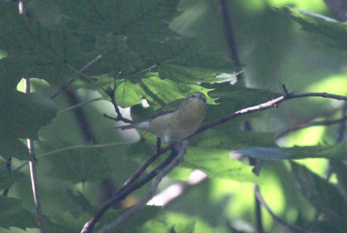 Tennessee Warbler - ML623283289