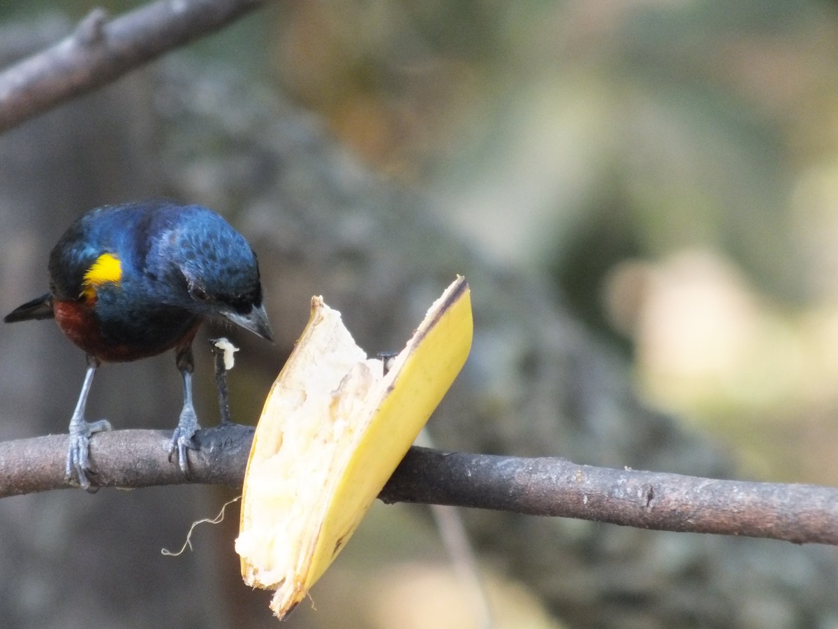 Chestnut-bellied Euphonia - ML623283300